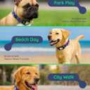 WhoseID Dog Collar for Small Medium Large Dogs