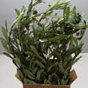 6ft Lighted Olive Tree with 300 Warm White LED Lights for Holiday Decor - Dimmable, UL Certified - Ideal for Indoor and Outdoor Decoration