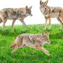 3 Pack 27x 25 Inch Coyote Decoy for Geese, Lifelike Predator with Metal Stakes, Fake Predator Hunting Decoy 2D Silhouette Coyote Devices for Yard Garden