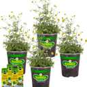 Bonnie Plants Chamomile, Live Plants, with Miracle-Gro Pour & Feed Singles Ready-to-Use Plant Food, 4-Pack, 19.3 oz.