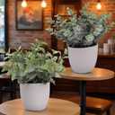 Artificial Plants Decoration Norfolk Potted Faux Fake Eucalyptus mini Cute sage Greenery Indoor Outdoor House Home Living Room Bathroom Coffee Table Desk Office Spring Decor 2 pots