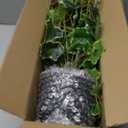 Hollyone Artificial Hanging Plants Potted 31.4" Fake Ivy Vine Faux Ivy Leaves Hanging Greenery Plant in Black Pot for Home Indoor Wall House Room Patio Shelf Office Decor