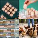 Plastic Egg Cartons Bulk, 48 Packs Empty Clear Plastic Egg Carton Holds Up to 12 Eggs, Reusable Chicken Egg Tray Holders for Family Pasture Chicken Farm, Business Market Display