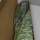 GLEAVI 2pcs Realistic Artificial Snake Plant Decor Elegant Sansevieria Branches for Home Office Decoration Lightweight Faux Household Greenery No Watering Needed Indoor Use