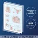Palace Learning 3 Pack - Female Reproductive System Anatomical Poster + Male Reproductive System + Pregnancy and Birth Anatomy Charts (LAMINATED, 18" x 24")