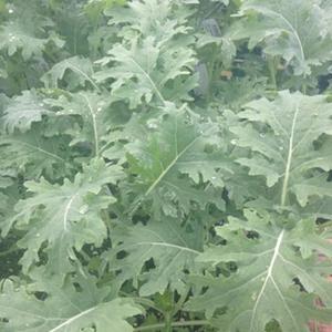 2 x White Russian Kale (Brassica oleracea) Vegetable Seeds, Cold-Hardy Champion, Tender Leaves, Edible Stems, Sweet Flavor, Seeds by MySeeds.Co, You Choose The Amount (1 oz)