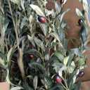 Realead Tall Faux Olive Tree 9ft - Realistic Large Silk Olive Tree Artificial Indoors - Fake Olive Trees with Branches and Fruits - Artificial Olive Trees for Home Office Decor Indoor