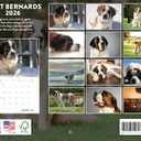 Saint Bernard Calendar 2026 Wall 12 Month Monthly Saint Bernards Gifts For Saint Bernard Lovers Women Men Mom Dad | American Made In The USA