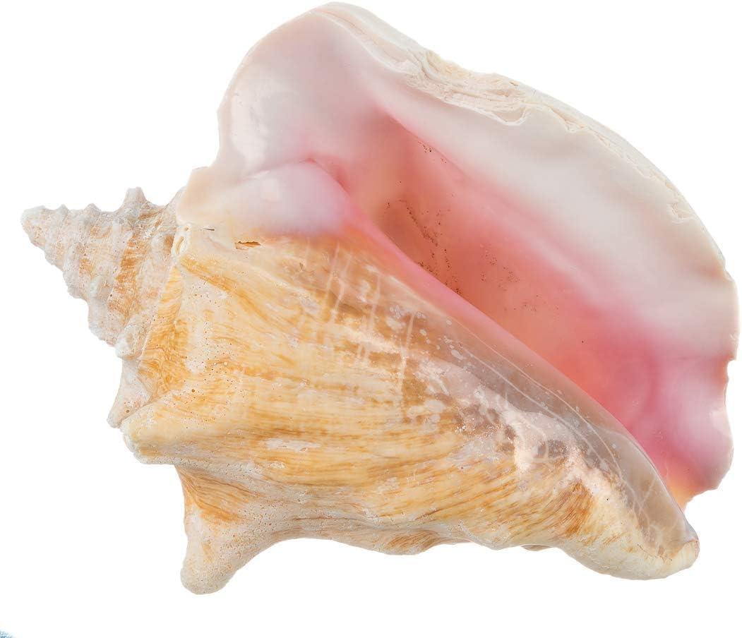 Nautical Crush Trading Conch Shell Decor - Seashell Decor - Imperfect (8-10in) Large Sea Shell - Shells for Decoration - Large Seashells for Craft - Magic Conch Shell Room Decor