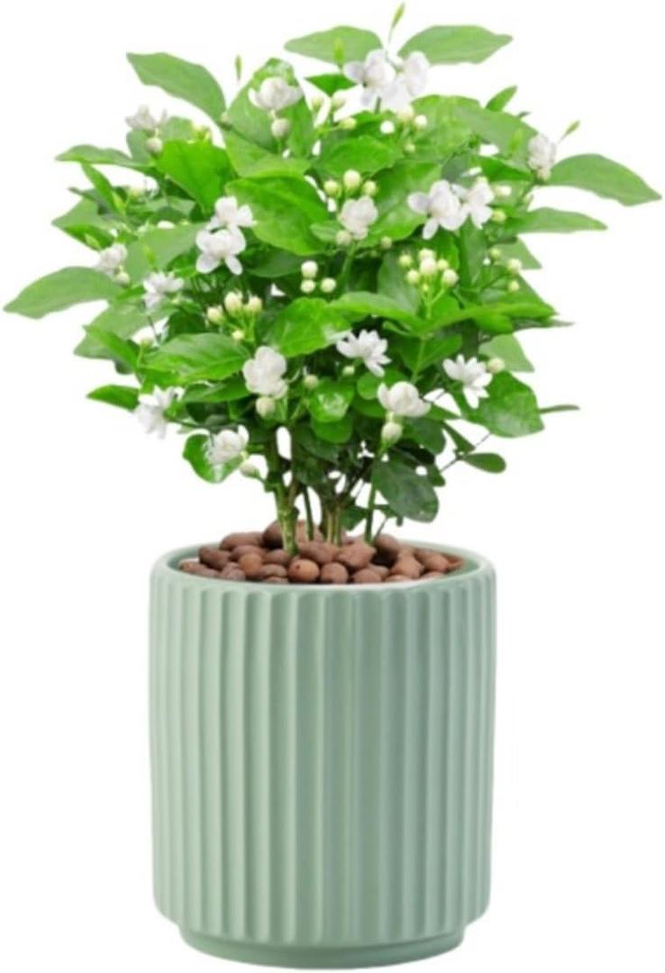 Flowers and Succulent Plant Pots, Ceramic flower Pots and Drainage Hole, Bonsai Planter Large Flower Pots for Indoor Outdoor Use for Home Office Garden Decoration,Plants not included (Green)