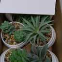 Der Rose Set of 6 Succulents Plants Artificial in Pots Small Fake Plants for Bedroom Aesthetic Living Room Shelf Bathroom Decor Office Desk Accessories