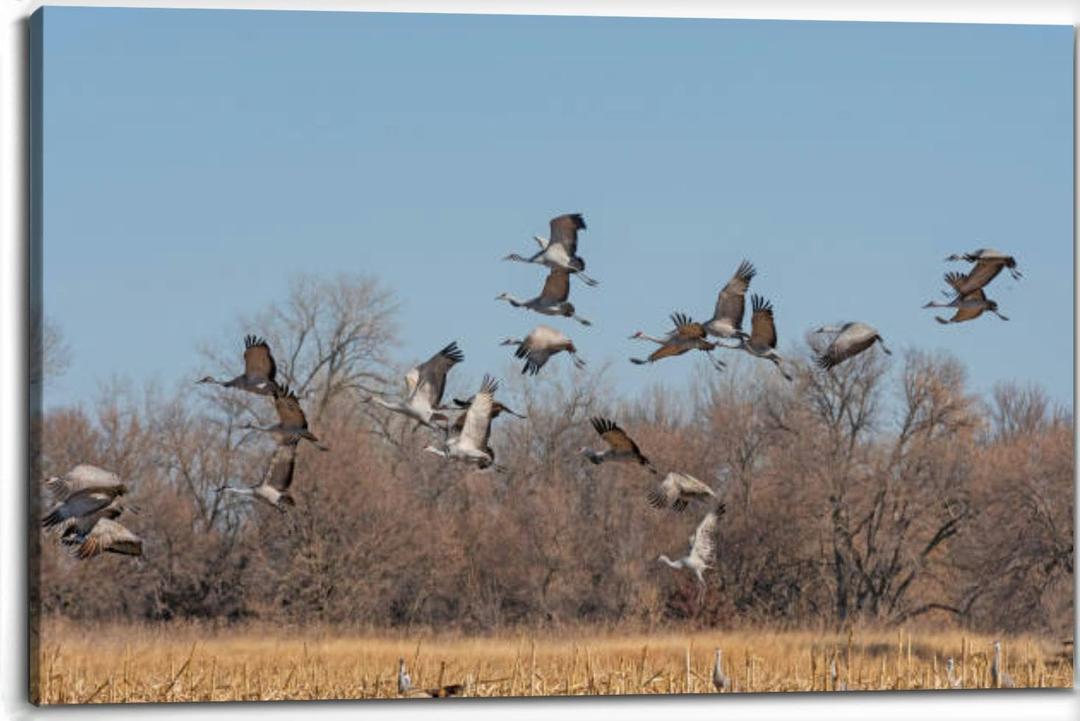 Cranes taking off from a Field Canvas Wall Art Decor Paintings Pictures for Bedroom Wall Decor Above Bed Living Room Wall Decoration Bathroom Office Artwork (30"x20", Mulit9)
