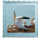 12x12 Picture Frame with Mat for 10x10, Wavy Edge Wooden Real Glass Photo Frame for Wall Hanging, Blue, 1 Pack