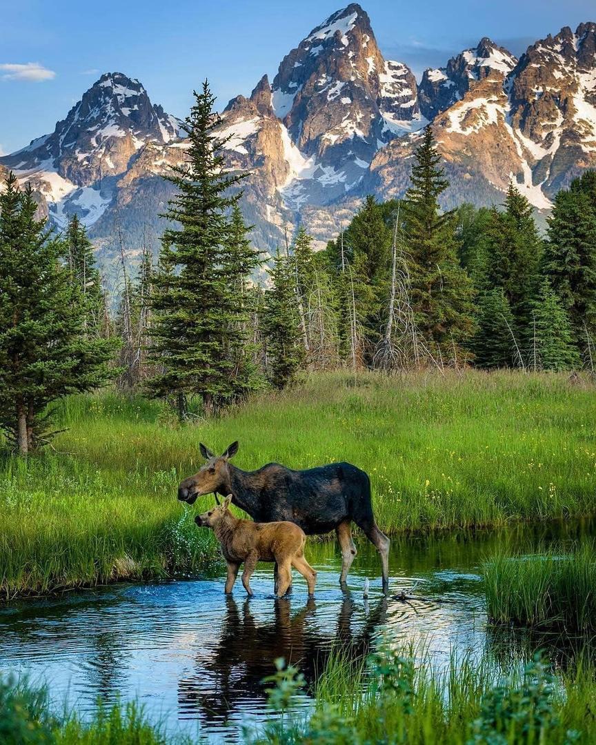 Jigsaw Puzzles 1000 Pieces for Adults Grand Teton National Park Moose Educational Gifts for Teens and Kids Difficult and Challenge Jigsaw Puzzle School Supplies Props Wooden Puzzles DIY Unzip Game