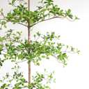 Artificial Black Olive Tree, 7FT Tall Faux Shady Lady Tree with Potted, Fake Olive Tree for Home Decor Indoor