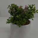 Artificial Potted Plant, 11"