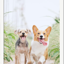 13x19 Picture Frame, White Photo Frames for Gallery Wall Hanging High-Clarity Clear Panel, Horizontal & Vertical Display, Versatile for Poster Canvas Certificate, Size 13 x 19 inches