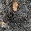 Garden Orchard Protection Black Meshy Anti Bird Mist Net 15M x 3.6M (Id: 85a 813 09b 884 713