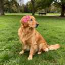 50PCS/25Paris Big Dog Hair Bows with Rubber Band Random Mix Pattern for Large XL Breed Pink Purple Bowknot Topknot Girl Female Grooming Hair AccessoriesRandom