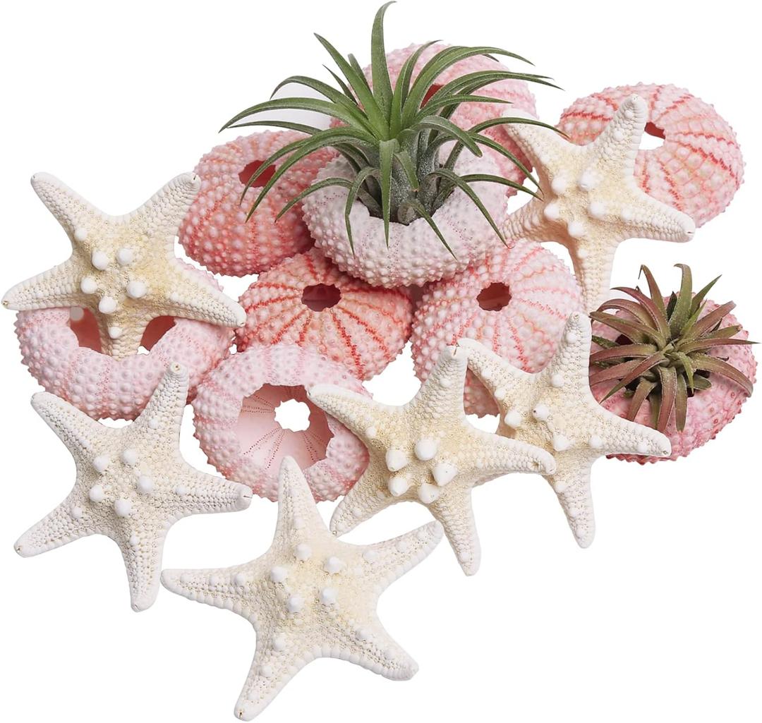 LUCKY BABY Starfish and Sea Urchin Set for Crafts, 12pcs Natural Seashells Decor for Decorating, 1.3-1.9 Inches Sea Urchin Shells for Air Plants