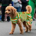 2-Pack Dog Dresses St. Patrick's Day Dog Dress with Lucky Shamrock Pattern Green Plaid Dog Skirt Stripe Puppy St. Patrick's Day Dress Clothes Outfit for Small Medium Dogs S