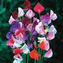 9 x 20+ Seeds Fragrant Sweet Pea Mix - Flower Multicolor