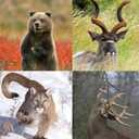 2Pack Deer Drag Harness Deer Drag Rope for Hunting Gear Deer Drag Strap for Deer Hunting Accessories with Safety Reflective Green Strap and Comfort Grip Handle