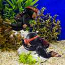 Fish Tank Decorations with 2-Pack Cute Little Floating Divers and Float Balls - Perfect Aquarium Decor for Fish Playmates, Suitable for All Fish Tanks, Black