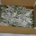 6 Pack Snowy Artificial Cedar Picks Stems Frosted Faux Cedar Spray Christmas Cedar Greenery Branches for Holiday Season Floral Arrangement Centerpiece Winter Wedding Decorations 20" Tall