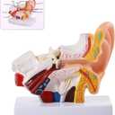 SFXYJ Ear Model 1.5X Enlarged Human, Ear Anatomy Model Outer Middle Inner Ear Model Professional PVC for Science Classroom Medical Anatomy and Physiology Study Teaching