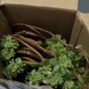 Zeyune 6 Pcs Artificial Branches with Green Buds 40" Evergreen Faux Plastic Plant Stem Picks Sprigs for Vase DIY Home Office Wedding Party Indoor and Outdoor Spring Decor, No Vase (Regular Style)