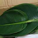 Bird of Paradise Artificial Plant, 5ft Tall Faux Plant Indoor with 10 Trunks, Large Fake Plants Perfect Indoor Artificial Tree for Home Living Room, Office Decor