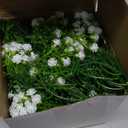 200pcs Baby Breath Artificial Flowers Bulk Mini Flowers for Decoration Scrapbook Supplies Reception Bouquet Accessories Home Garden Wedding Party Decor 3.74 Inch(White)