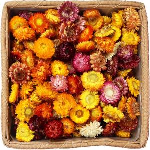 Dried Daisy Flowers Heads, Dried Chrysanthemum, Multicolor, for Wedding Decor, Home Party, DIY Craft, 60 Pcs