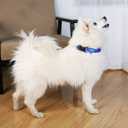 2PCS Cat Dog Collar and Galaxy Leash Set Pet Gift Adjustable Dogs Space Collars for Small to Large Pets (Small) (S (7"-12"))