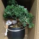 Artificial Bonsai Tree Juniper Faux Plants Indoor Fake Plants Decor with Ceramic Pots for Home Table Office Desk Bathroom Shelf Bedroom Living Room Farmhouse Decorations