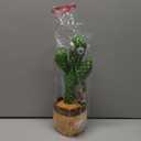 SANJOIN Cactus Baby Toy Talking Dancing Singing Adjustable Volume, Baby Girl for 1 Year Old, Infant Toys for 0-6 6-12 Months Easter Basket Stuffers