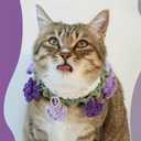 2Pack Knitted Cat Collar, Purple Knit Bib + Pearl Necklace