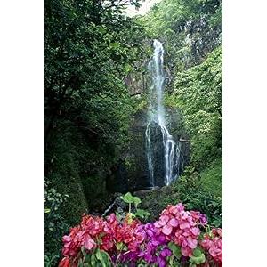Posterazzi Hawaii Maui Wailua Waterfall And Rainforest Bougainvillea In Foreground B1605 Poster Print, (24 x 38)