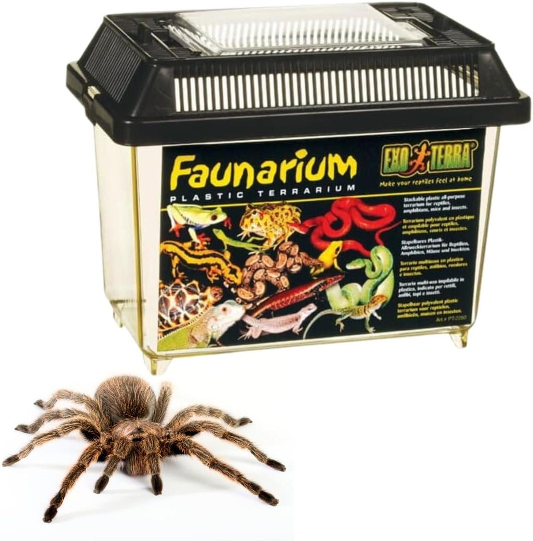 Exo Terra Faunarium Small PT2255 Plastic Reptile Terrarium and Transport Container for Lizards, Spiders & Amphibians