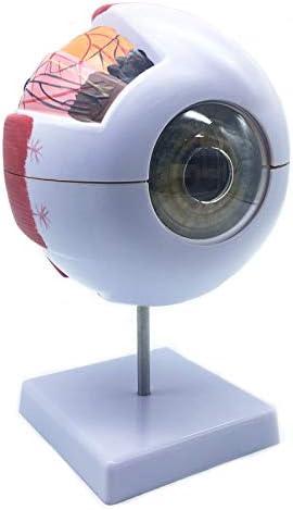 XINDAM 6X Enlarged Human Eye Anatomical Model - Accurate Anatomy for Science Classroom Study, Display, Teaching Medical Model