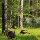 Hunting Blind for Turkey, 3-Panel See-Through Turkey Blind, Full 360 Visibility Pop Up Ground Blind (
‎23.8 x 5 x 4.6 inches)
