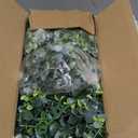 Sggvecsy Artificial Eucalyptus Garland 8 Pack Fake Eucalyptus Greenery Garland Faux Hanging Plants Artificial Vines, 5.6 Feet/Strand for Wedding Backdrop Arch Wall Table Party Outdoor Festival Decor