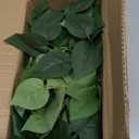 alyptus Fake Pothos Hanging Plants 33" Set of 2 Faux Ivy Vines with Pots Realistic Silk Devils Ivy for Indoor Décor Low Maintenance Artificial House Plants for Home Bathroom or Office - Green