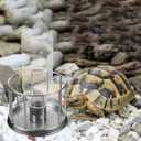 Toyvian Mini Turtle Water Feeder Stainless Steel Splash-Proof Reptile Feeding Basin 4.5 Inch Compact Water Dispenser for Land Turtles and Small Reptiles