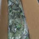 3ft Ficus Artificial Trees with Natural Curved Trunks, 36" Tall Lush Faux Tree for Home Decor Indoor, Green Lifelike Fake Ficus Tree Artificial Plants