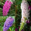 Seeds Butterfly Bush Giant Mix Buddleja Perennial Flowers for Planting 1000 Seeds
