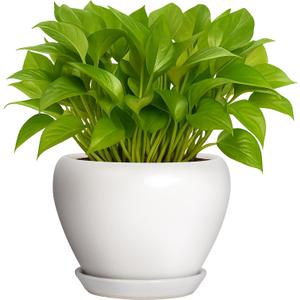 Deep Dream 6 Inch Plant Pot - Ceramic Planter with Drainage Hole and Trays, Modern Round Flower Pot, Planters for Indoor Outdoor Plants, Home Garden Decor, White
