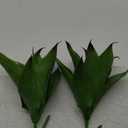 Artificial Agave Plants, UV Resistant Fake Agave Planters for Indoor and Outdoor Decorating Artificial Plants for Outdoors Fake Plants (2Pack, 12.6") Green