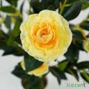 2 Pack Artificial Camellia Tree with White Pot, 38" Faux Potted Plants for Indoor Outdoor Decor, Tall Silk Greenery Plant for Home Offce Living Room Balcony, Yellow
